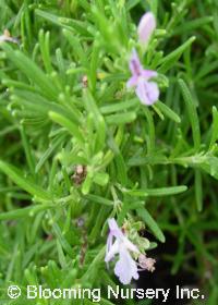 Rosmarinus officinalis 'Red-Flowering'